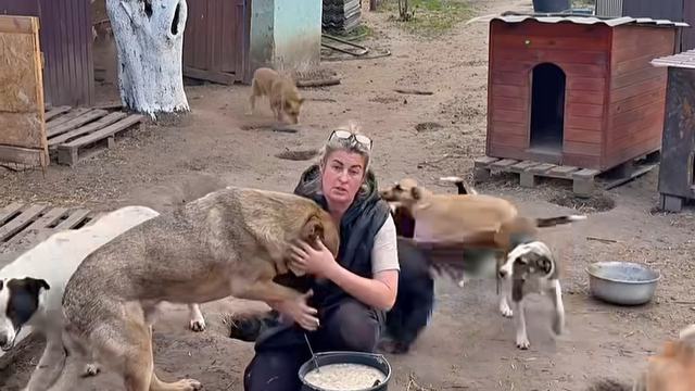 Помощь бездомным животным