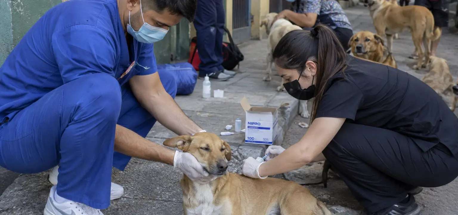 Esta perrita callejera necesita su tratamiento para — necesita ayuda