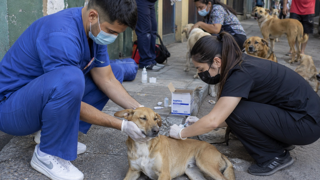 Esta perrita callejera necesita su tratamiento para — necesita ayuda